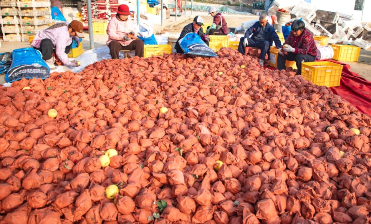 果香载科技 鲜甜赴远方——临港区汪疃镇打造苹果产业现代化产业链
