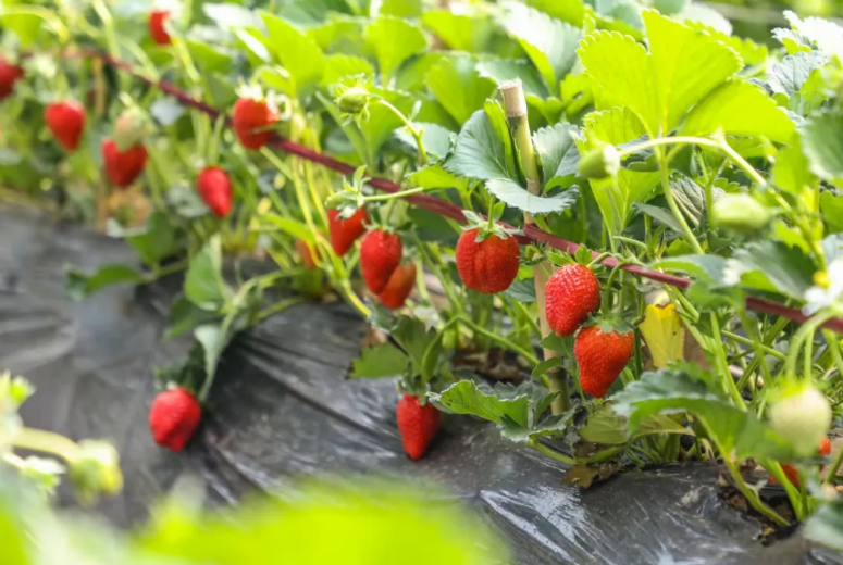 临港草莓领“鲜”上市，尽尝冬日“莓”好滋味