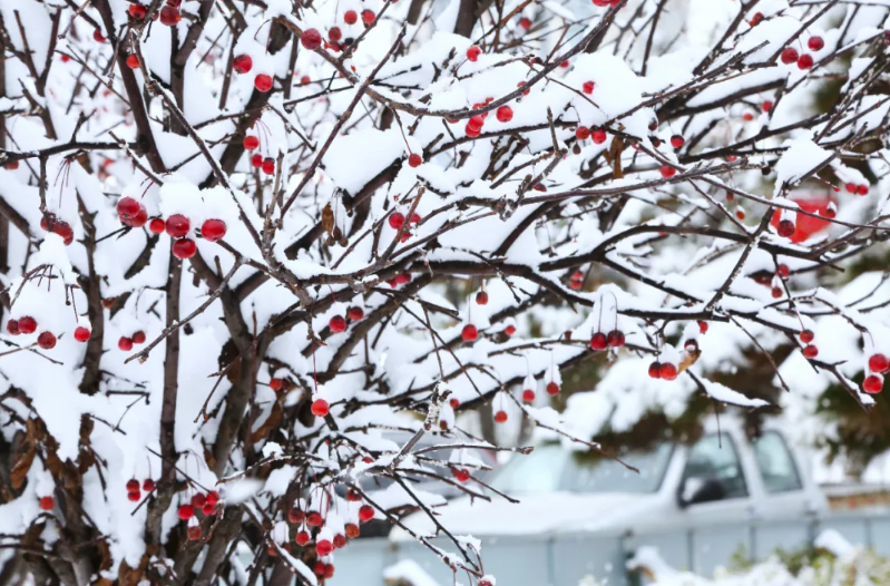 临港下雪啦！一头扎进松软的冬天