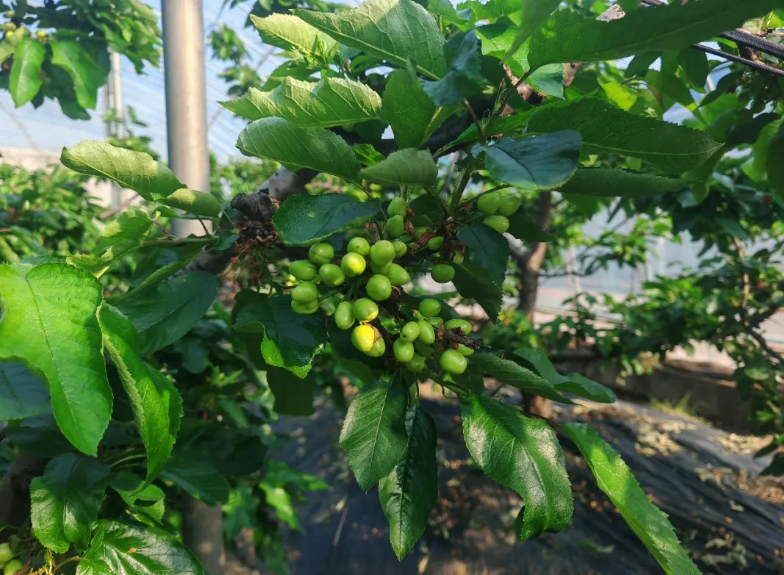 大棚樱桃春管忙！绿果果挂满枝头 丰收有盼头