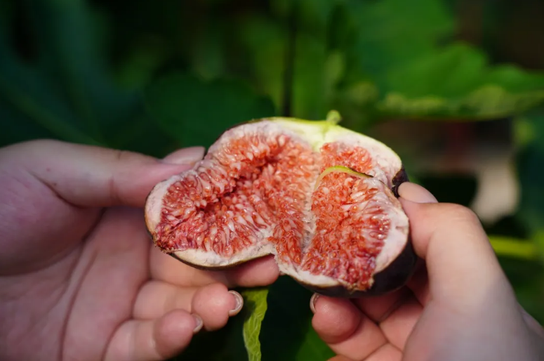 抢“鲜”上市！大棚“糖包子”迎来收获期