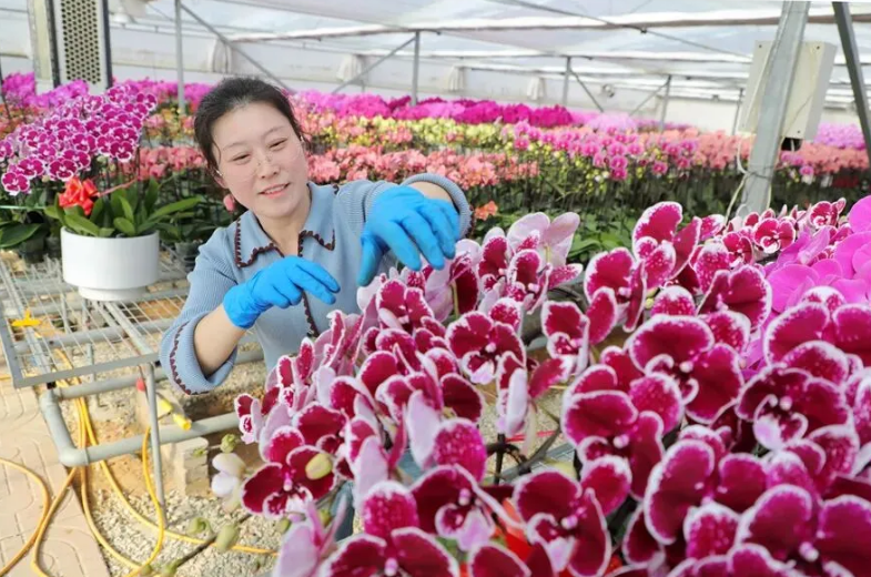 新春走基层 | 6万余株蝴蝶兰“飞”向年货市场