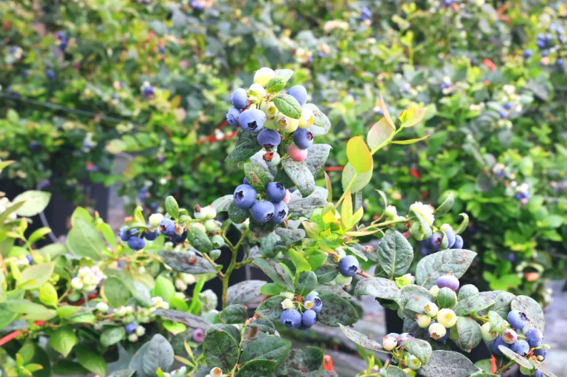 科技赋能+产业带动！临港区蓝莓迎来采摘季