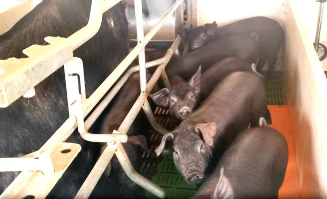 临港本土畜牧企业参与起草国家级标准，黑猪养殖专供运动员餐桌